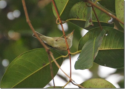 arctic warbler arctic warbler