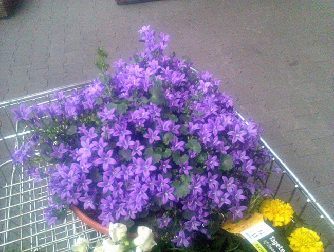 IMAG0582 IMAG0582