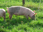 Pigs love clover!