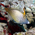 Fantail Filefish - Photo (c) DavidR.808, some rights reserved (CC BY-NC-SA)