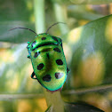 Green jewel bug