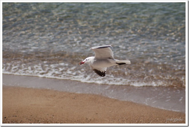 DSC_0001 DSC_0001