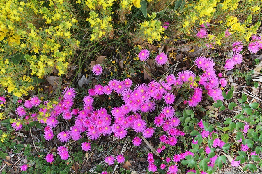 [120424_Delosperma-cooperi_07%255B6%255D.jpg]