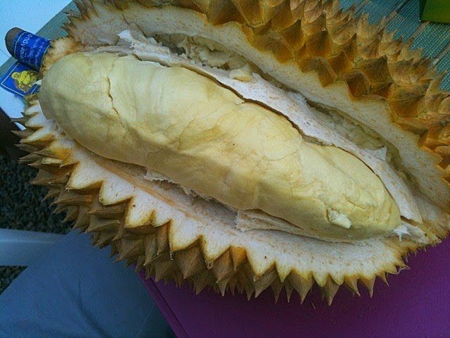 [Durian%25203%255B4%255D.jpg]