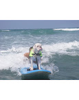 Summer sports can be appreciated by fur kids too- but be sure to take all safety precautions when embarking on such adventures.