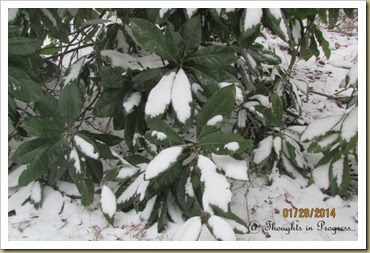 Magnolia in the snow 2014 Magnolia in the snow 2014