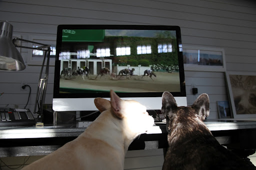 Oh Franny, who could forget this one, about the Frenchie racing against greyhounds?  It's kind of making fun of our breed with our stout bodies and short legs.  We don't much look like the racing type!