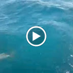 Delphine vor dem Bug