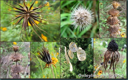 dried flowers2