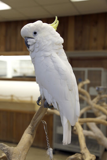 The Sulphur Crested Cockatoo hails from Australia and New Guinea.  They have very long lives - some cockatoos have lived well over 75 years!