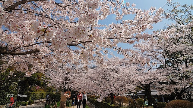 京都白川疏水櫻花