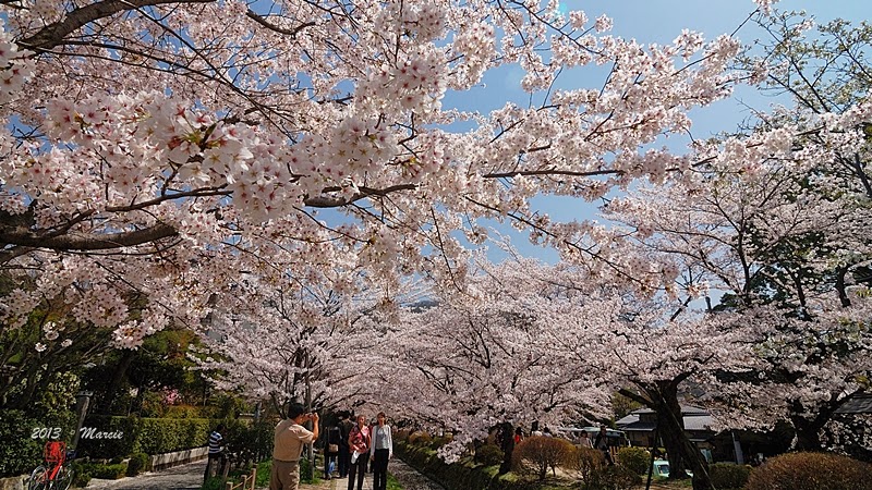 京都白川疏水櫻花