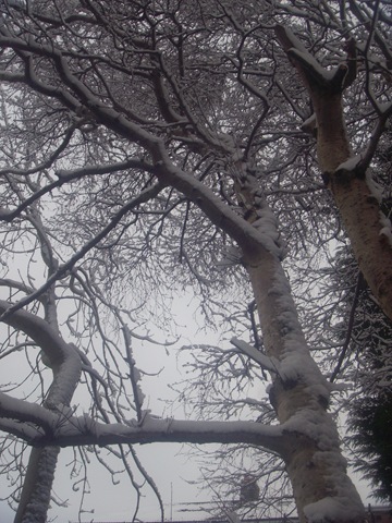 [birch%2520008%255B2%255D.jpg]