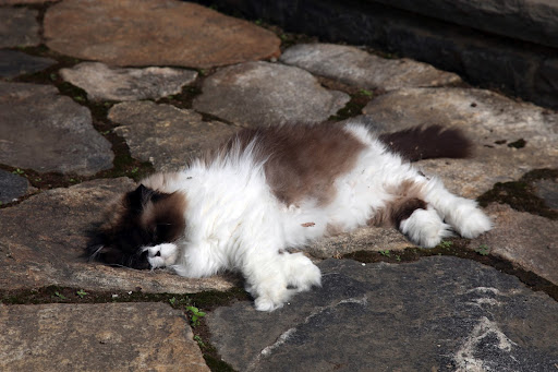 Ah, the lazy days of summer.  Nothing like snoozing outside under the sun...