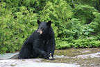 Wildlife Viewing