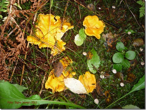 P1210968