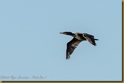 Double-crested Comorant