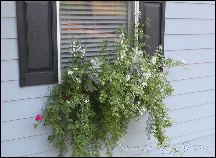 window box 8 window box 8