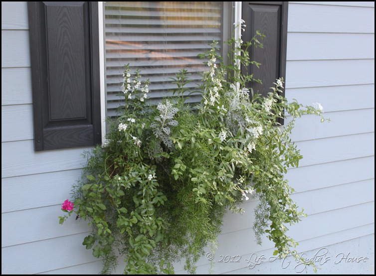 window box 8