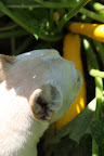 And I just love how yellow this squash is.
