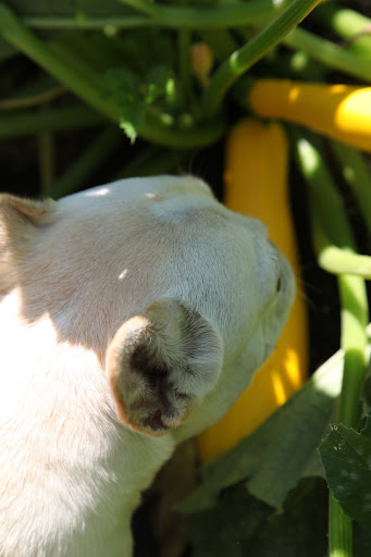 And I just love how yellow this squash is.