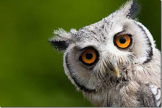 animals-worried-face-25