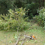 FALLEN TREE THE PRADO
