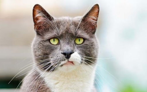 Meh%25252520cat%2525255B4%2525255D.jpg