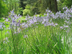 The starry flowers of camassia - you can't really tell from these photos, but these are about 3' tall, so they're quite dramatic.