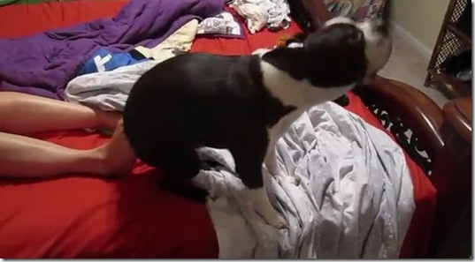 boston-terrier-itchy-butt