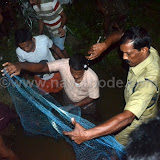 crocodile at nayathode 6.JPG