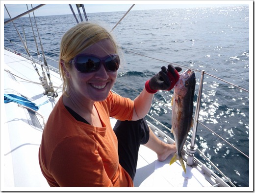Yellowtail (wee)