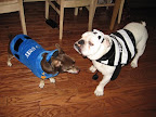 And here is Gus with his late friend Dyson, a rescued bulldog. Gus lost his best buddy last year, but thankfully for Pepper, Gus and Kelly have opened their hearts to a new family member. And here is Gus with his late friend Dyson, a rescued bulldog. Gus lost his best buddy last year, but thankfully for Pepper, Gus and Kelly have opened their hearts to a new family member.