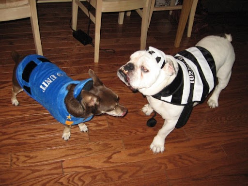 And here is Gus with his late friend Dyson, a rescued bulldog. Gus lost his best buddy last year, but thankfully for Pepper, Gus and Kelly have opened their hearts to a new family member.