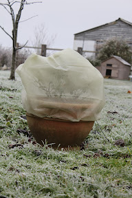 Winter Garden Small.JPG