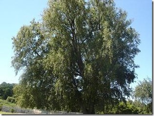 GreenBayTree