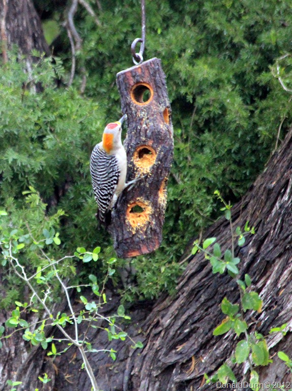 [IMG_2061P%255B1%255D.jpg]