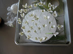 The snowdrop flowers.