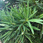 Fern pine