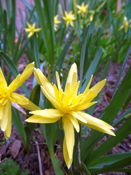 Narcissus 'Rip van Winkle' Daniel Grankvist