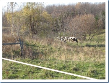 20111105_cows_002 20111105_cows_002