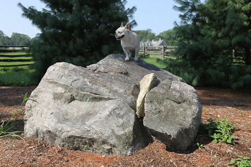 Perhaps this rock will give me a better vantage point.