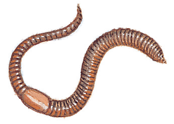 [earthworm-info0%255B3%255D.gif]