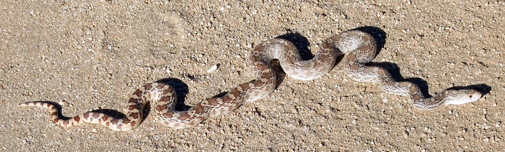 [Gopher%2520snake%2520Tohono%2520Chul%2520Park%25209-10-2010%25208-13-50%2520AM%25202792x842%25209-10-2010%25208-13-50%2520AM%25202792x842%255B3%255D.jpg]