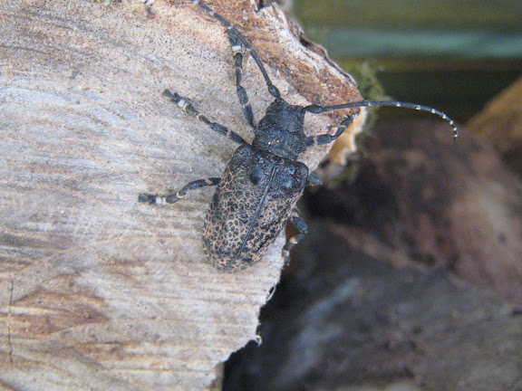 Cerambycidae : Lamiinae : Moechotypa diphysis PASCOE, 1871. Anisimovka (Primorskij Kraj, Oussouri), 28 juin 2011. Photo : G. Charet