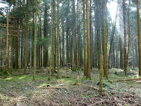 Langholz Photo