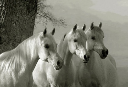 tumblr_lt8qacxn2G1qargfho1_500