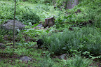 Oh well!  There are plenty of other beasts in the woods.  Onward!
