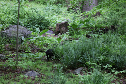 Oh well!  There are plenty of other beasts in the woods.  Onward!