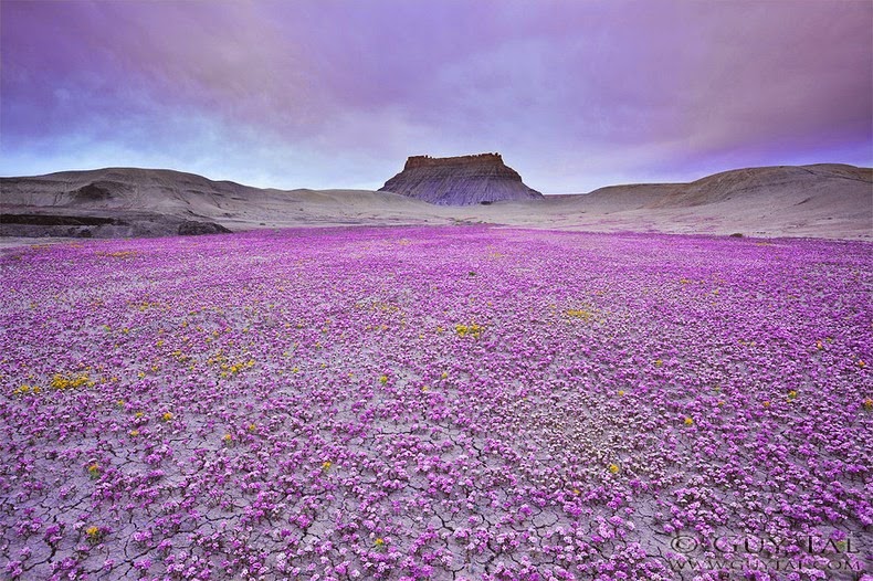  pequeñas curiosidades  Colorado-wildflowers-4%25255B6%25255D